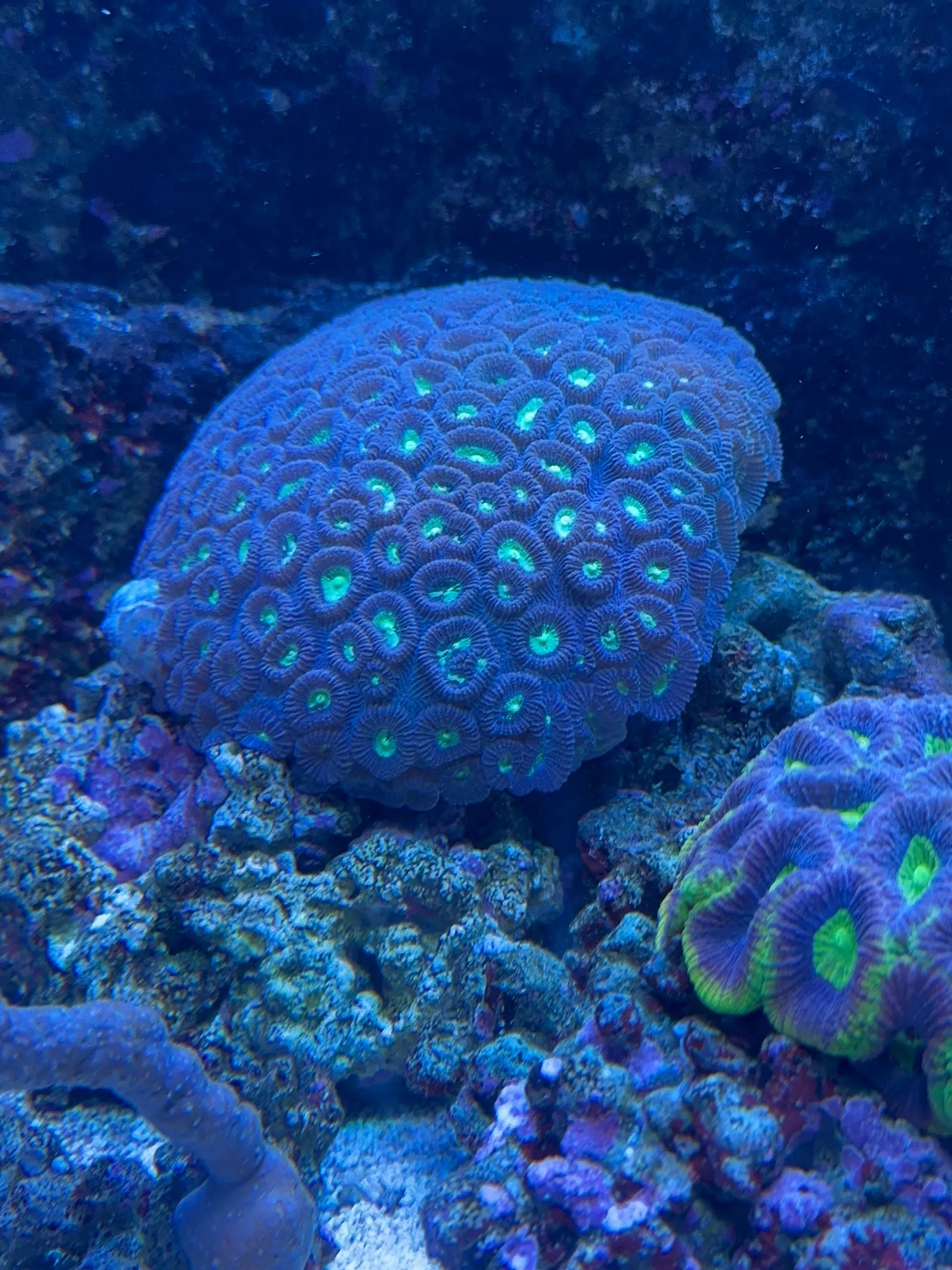 水族館はいいぞって話