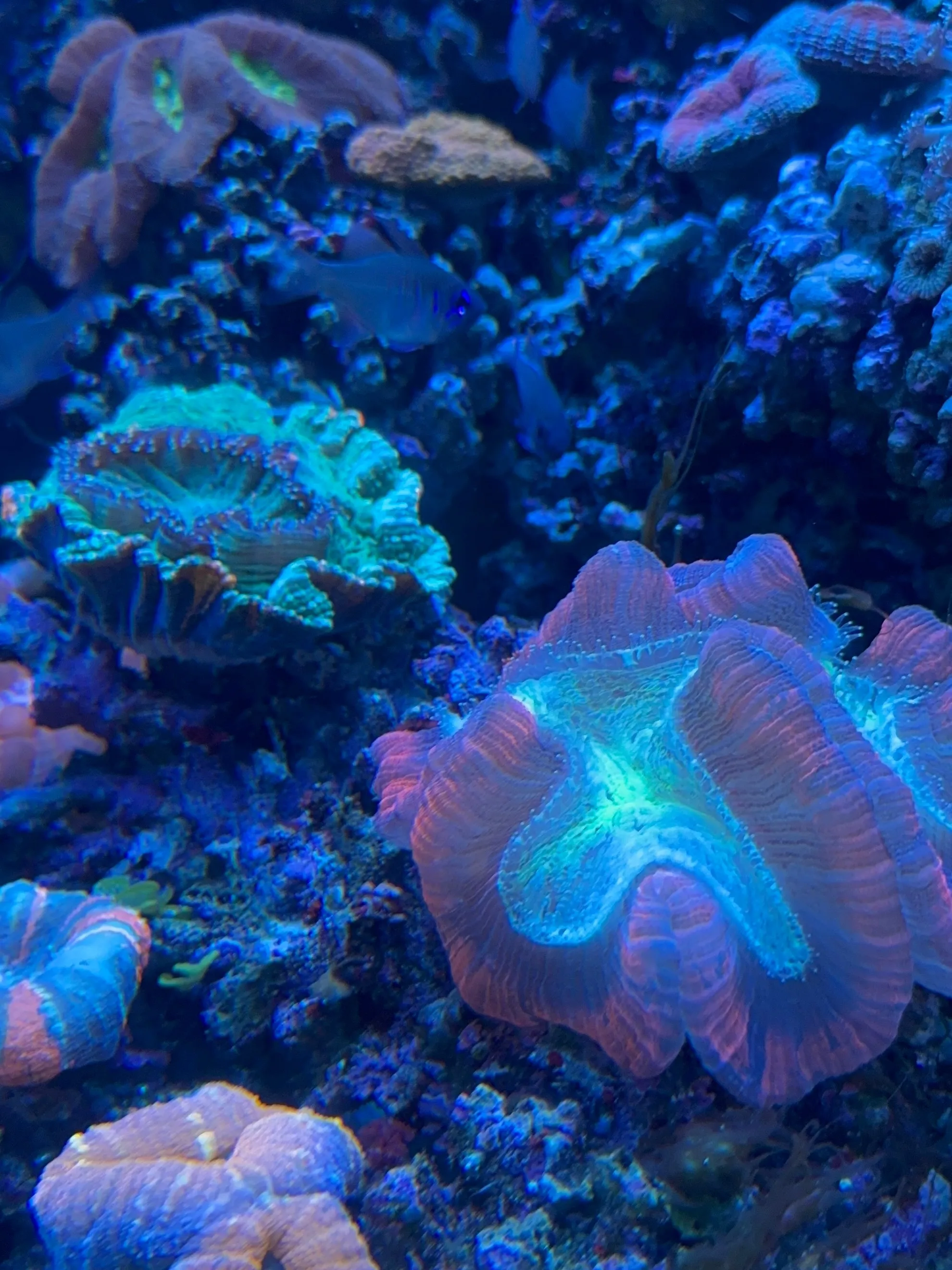 水族館はいいぞって話