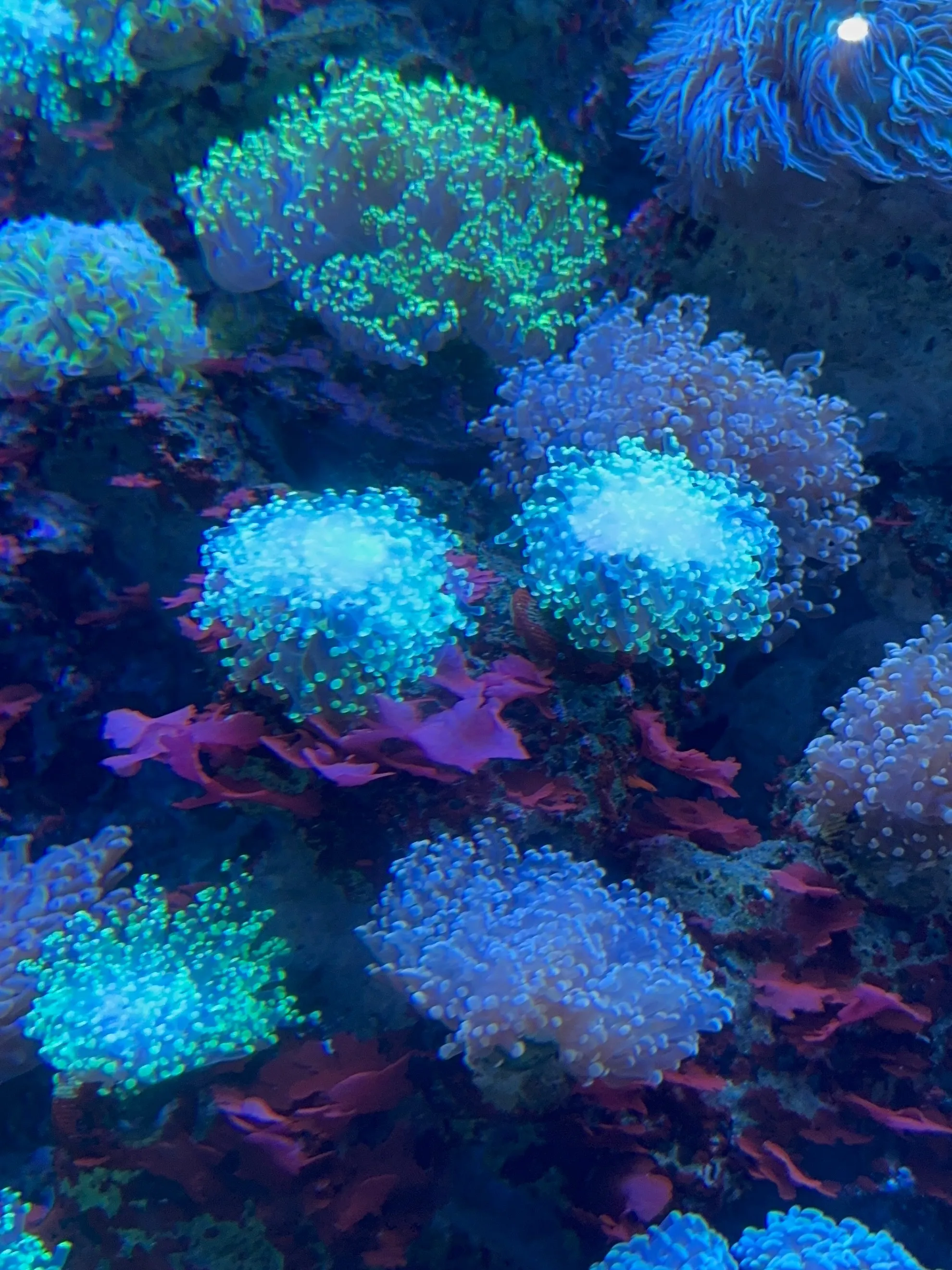 水族館はいいぞって話