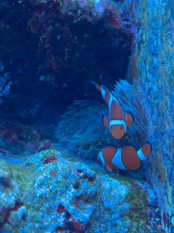 水族館はいいぞって話